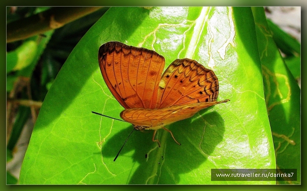 photo 275347