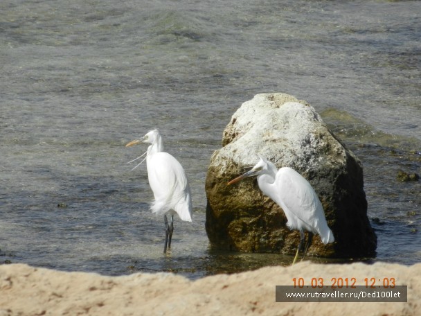 photo 752281