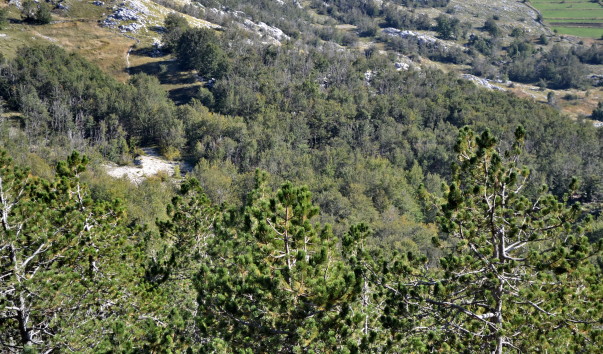 DSC_5232a