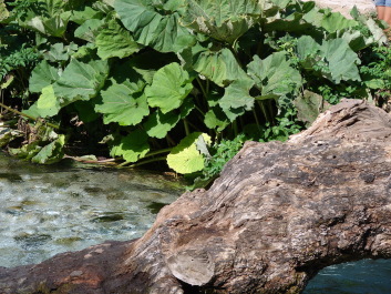 photo 1534813