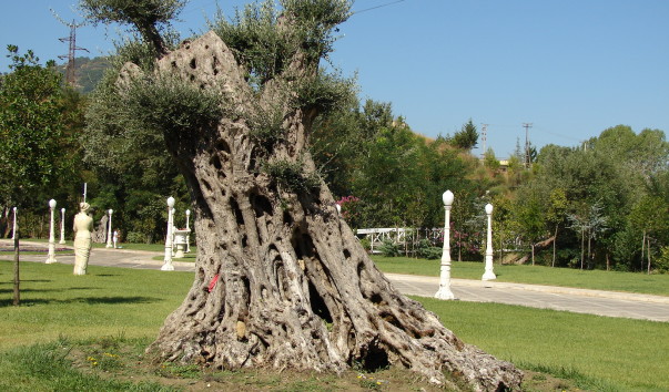DSC09726