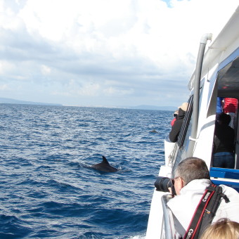 В поисках китов (Тарифа, Испания, май 2018)