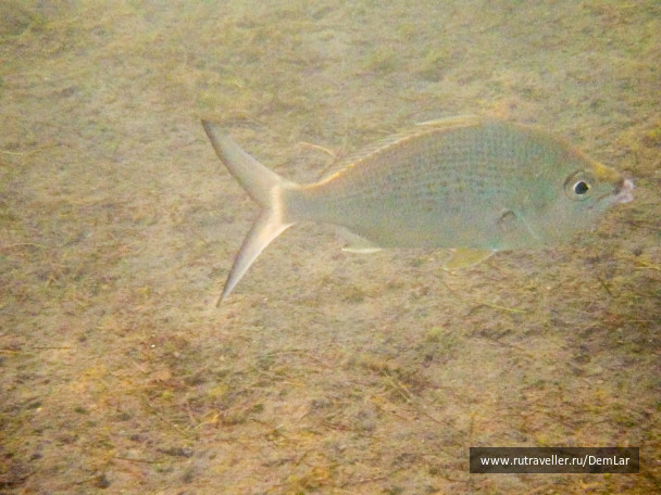 photo 531961