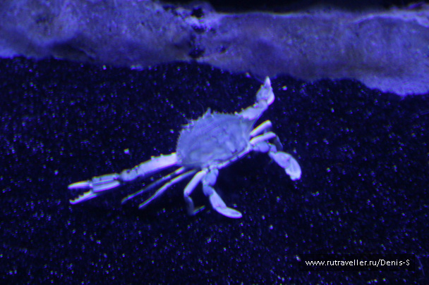photo 230495