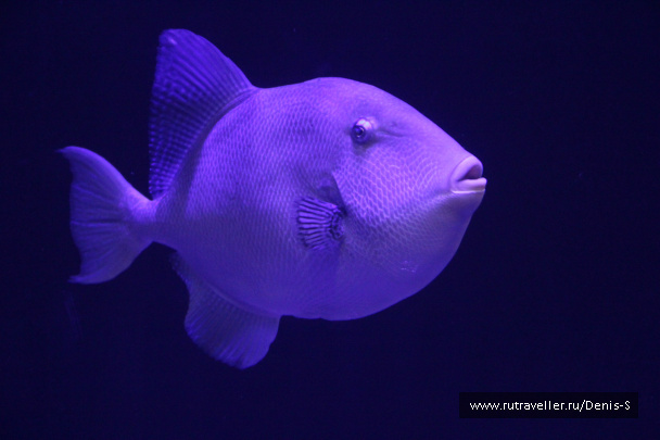 photo 230496