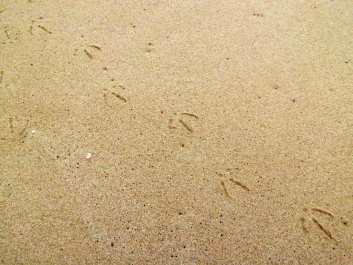 photo 899275