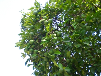 photo 811634