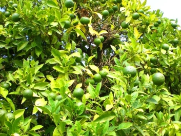 photo 818189