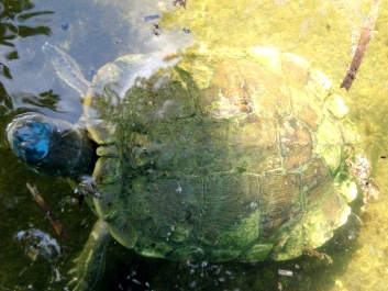 photo 975297