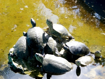 photo 975298