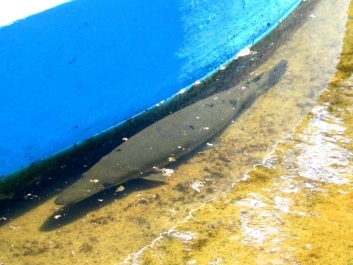 photo 975299