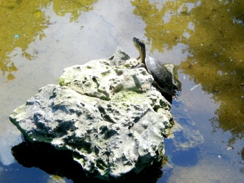 photo 975300