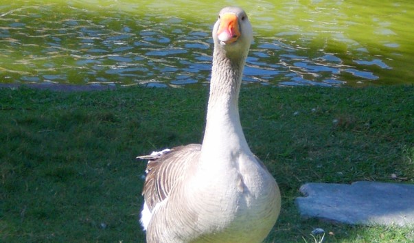 CIMG0383