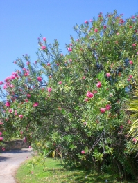 photo 960507