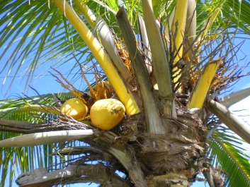 photo 960509