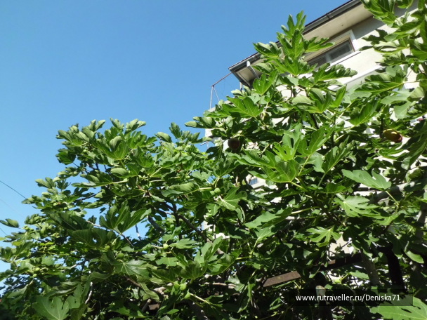 photo 1816855