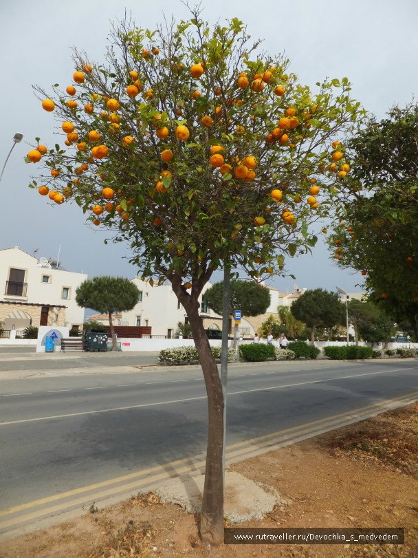 photo 107520