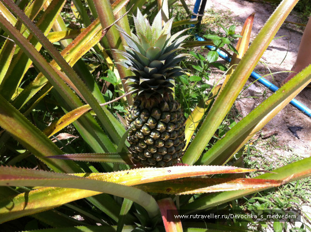 photo 434566
