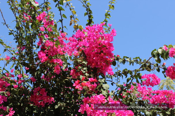 photo 574343