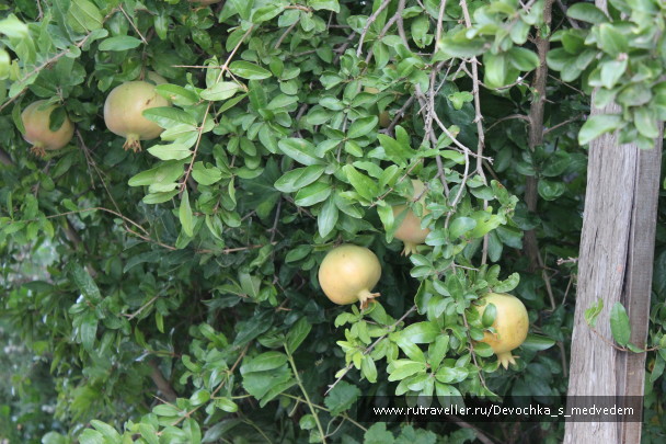 photo 574353