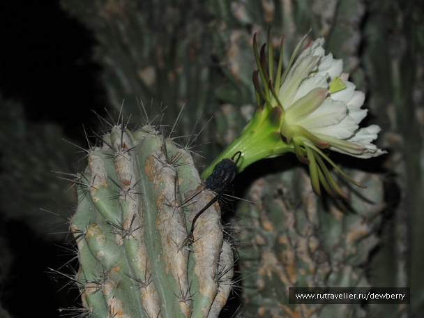 photo 532012