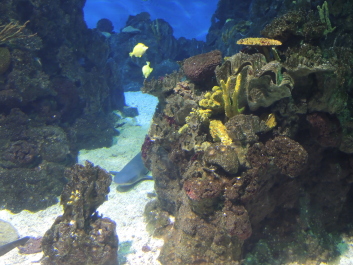 photo 567329