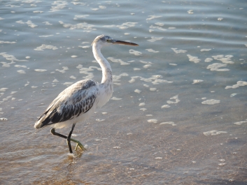 photo 1147820