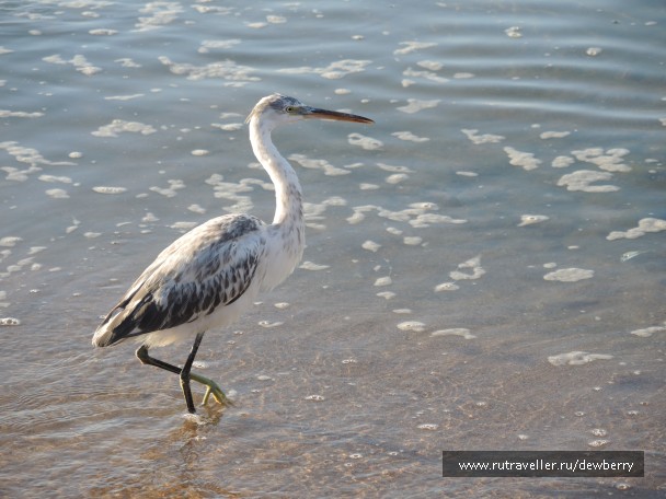 photo 1147820
