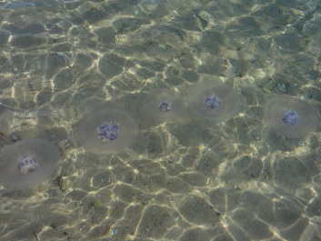 photo 590861