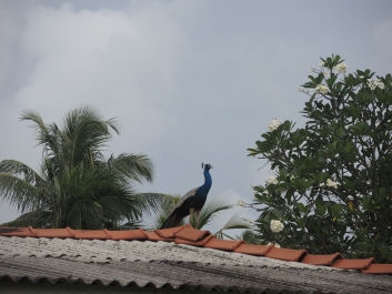 photo 1137661
