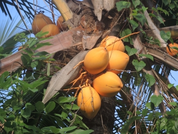 photo 1137727