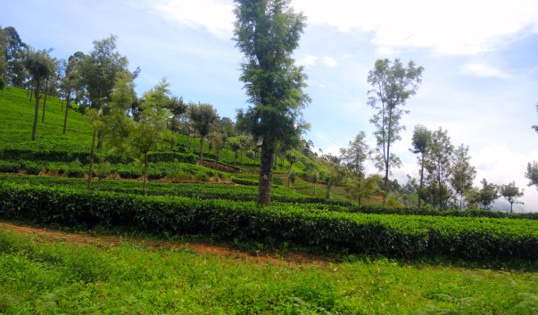 DSCN4444-1