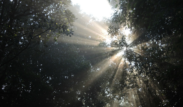 Рассвет в лесу Каннелия