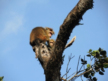 photo 786414