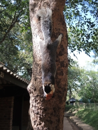 photo 743526