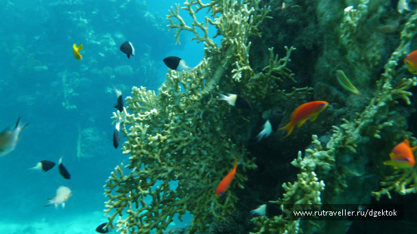 photo 253419