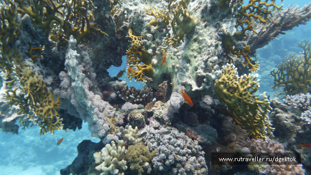 photo 253422
