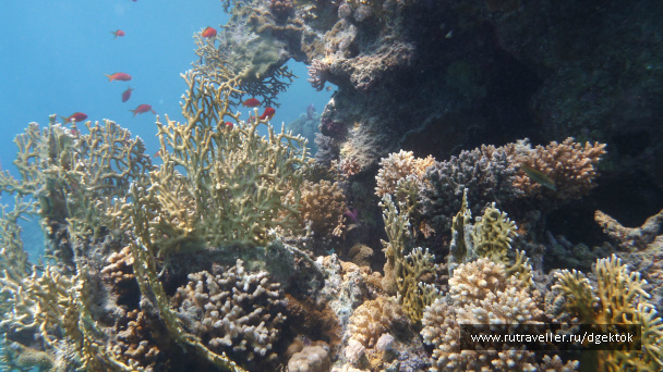 photo 253424