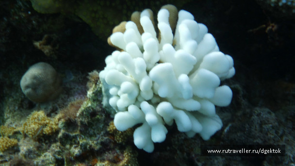 photo 253425