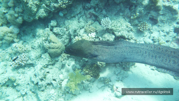 photo 253427