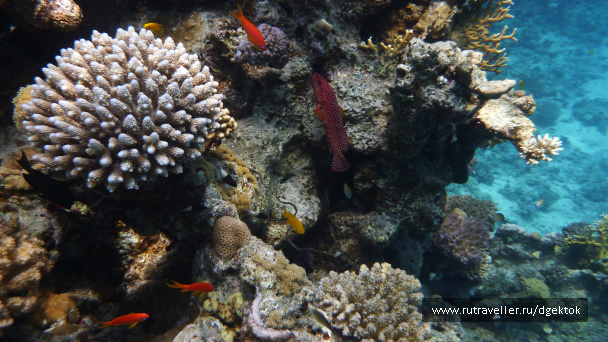 photo 253429