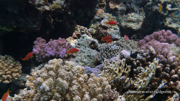 photo 253430