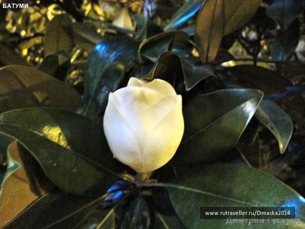 photo 1084334
