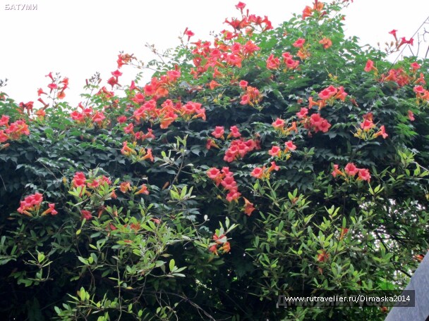 photo 1084399