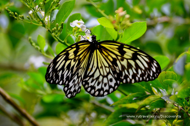 photo 242816