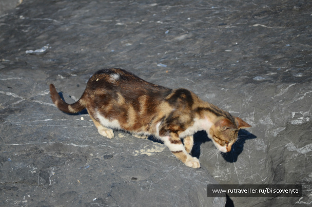 photo 79201