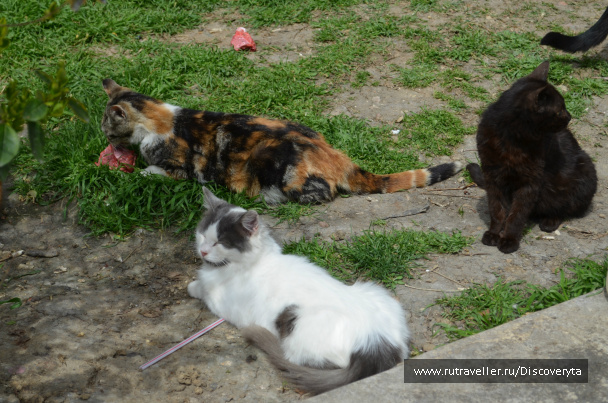 photo 79204
