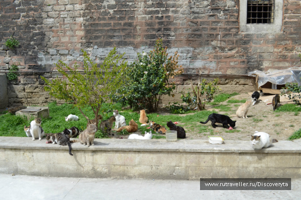 photo 79205