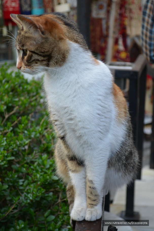 photo 79263