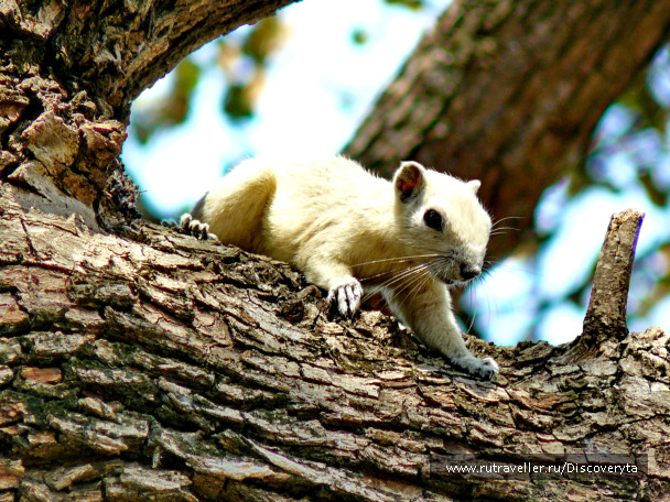 photo 204216